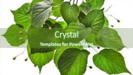  Presentation with rainy days season wet green - Amazing slides having leafy - branch of linden tree backdrop and a tawny brown colored foreground