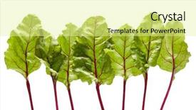  Presentation with tea leaves fresh green leaf - Audience pleasing slide deck consisting of leafy - fresh organic beetroot leaves backdrop and a blonde colored foreground