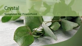  Presentation with eucalyptus - PPT layouts featuring leafy - green eucalyptus branch closeup background and a seafoam green colored foreground