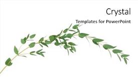  Presentation with eucalyptus - Beautiful PPT theme featuring leafy - green eucalyptus branch on white backdrop and a white colored foreground