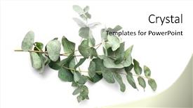  Presentation with eucalyptus - Audience pleasing slide deck consisting of leafy - green eucalyptus branches on white backdrop and a white colored foreground