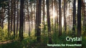  Presentation with haunted woods - Amazing slides having leafy - sunset in the woods backdrop and a tawny brown colored foreground