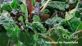  Presentation with lettuce - PPT layouts with leafy-lettuce-growing-in-garden background and a forest green colored foreground