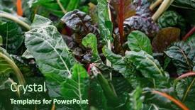  Presentation with lettuce - Colorful slide deck enhanced with leafy-lettuce-growing-in-garden backdrop and a forest green colored foreground