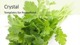  Presentation with bunch - Cool new PPT layouts with leafy vegetable - bunch of fresh green parsley backdrop and a soft green colored foreground