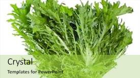  Presentation with fresh water splash green apple isolated white - PPT theme having sonchus - escarole endive isolated background and a  colored foreground