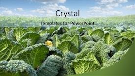  Presentation with green - PPT theme featuring leafy vegetable - green kale background and a light blue colored foreground