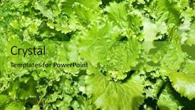  Presentation with lettuce - Slide deck featuring green lettuce salad background and a shamrock green colored foreground