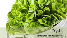  Presentation with lettuce - Cool new PPT theme with leafy green - healthy fresh butter lettuce backdrop and a yellow colored foreground