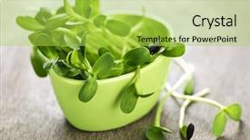  Presentation with sunflower - Presentation theme enhanced with  background and a  colored foreground