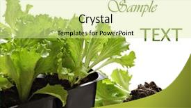  Presentation with iceberg - Presentation design enhanced with pots with iceberg head lettuce background and a blonde colored foreground