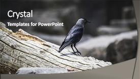  Presentation with raven black - Slide set having leanig comons - raven black leaning background and a dark gray colored foreground