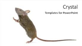 Presentation with maze mouse - Audience pleasing PPT theme consisting of leanig comons - wood mouse looking up backdrop and a white colored foreground