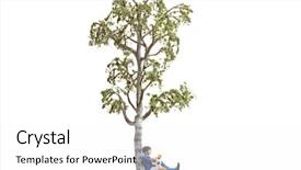  Presentation with white birch tree - Slide set featuring  background and a  colored foreground