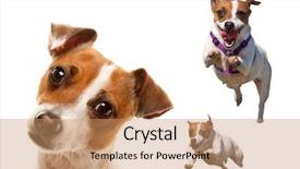  Presentation with dog park animal jack - Beautiful theme featuring leap - cute and energetic jack russell backdrop and a coral colored foreground