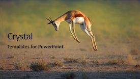  Presentation with kalahari - Audience pleasing presentation theme consisting of leap - running springbok jumping high backdrop and a coral colored foreground