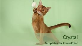  Presentation with pet - PPT theme with leaping baby - portrait of jump pet cat background and a mint green colored foreground