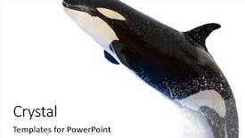  Presentation with whale - Cool new PPT theme with leaping killer whale orca orcinus backdrop and a white colored foreground