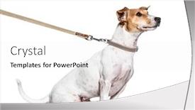  Presentation with leash - Slides featuring learning-process-with-a-jack background and a white colored foreground