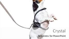  Presentation with russell - Slides with learning-process-with-a-jack background and a white colored foreground