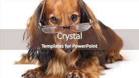  Presentation with dachshund - Beautiful theme featuring learning standards - longhair dachshund wearing glasses backdrop and a tawny brown colored foreground