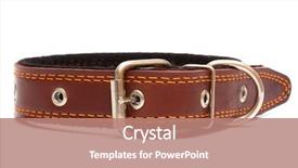 Presentation with leather - Slides with leather dog collar on a white background background and a coral colored foreground