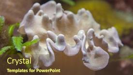  Presentation with coral - Cool new presentation design with leather mushroom coral sarcophyton sp wildlife animal backdrop and a tawny brown colored foreground