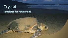  Presentation with turtle - Presentation design having leatherback-turtle-on-beach background and a ocean colored foreground