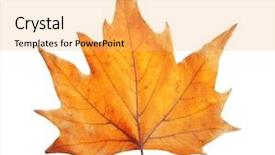  Presentation with golden - Colorful theme enhanced with leave - golden autumn leaf isolated backdrop and a yellow colored foreground