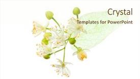  Presentation with leave - Beautiful PPT layouts featuring leave - linden tilia flowers isolated backdrop and a cream colored foreground