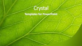  Presentation with green leaf - Colorful presentation enhanced with leave - tree green leaf close up backdrop and a shamrock green colored foreground