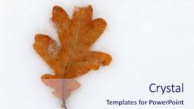  Presentation with isolated fall oak leaf - Cool new PPT theme with alone frozen oak's leaf backdrop and a  colored foreground