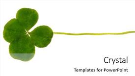  Presentation with four leaf clover - Theme with leaves a symbol of luck background and a white colored foreground