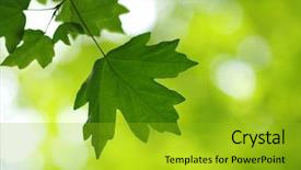  Presentation with green leaves - Amazing slide set having leaves and blurred background build backdrop and a  colored foreground