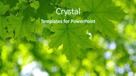  Presentation with green leaves - Beautiful PPT layouts featuring leaves and blurred background build backdrop and a  colored foreground