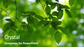 Presentation with green leaves - PPT theme having leaves and blurred background build background and a  colored foreground