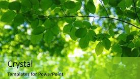  Presentation with green building materials - Presentation design consisting of leaves and blurred background build background and a  colored foreground