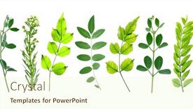  Presentation with plants - Theme enhanced with leaves-and-plants background and a cream colored foreground