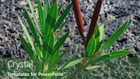  Presentation with volcanic rock - Amazing presentation having leaves-and-red-fruits backdrop and a forest green colored foreground