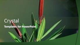  Presentation with nature river - Beautiful presentation theme featuring leaves-and-red-fruits backdrop and a tawny brown colored foreground