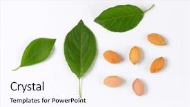  Presentation with fall leaves border white - PPT theme featuring leaves and stones on white background and a  colored foreground