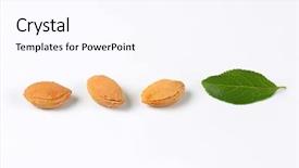  Presentation with fall leaves border white - Slide set consisting of leaves and stones on white background and a  colored foreground