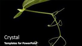  Presentation with sweet - Presentation design enhanced with leaves-and-tendrils background and a black colored foreground