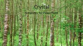  Presentation with nature sun trees - Amazing slide deck having leaves and trunks natural forest backdrop and a seafoam green colored foreground