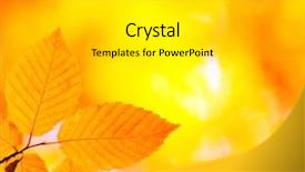  Presentation with nature sun leaves - Audience pleasing PPT theme consisting of leaves background in sunny day backdrop and a light gray colored foreground