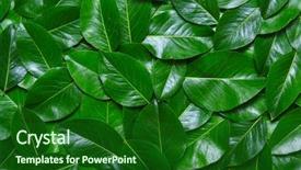  Presentation with green abstract leaves texture - Presentation design with leaves background leaf texture nature background and a  colored foreground