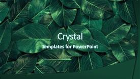  Presentation with green leaf - Theme having leaves background leaf texture nature background and a  colored foreground