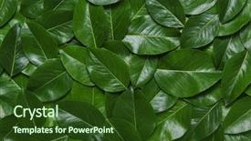  Presentation with green leaf - Colorful PPT theme enhanced with leaves background leaf texture nature backdrop and a  colored foreground
