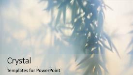  Presentation with green glass - Beautiful PPT theme featuring leaves behind frosted glass backdrop and a lemonade colored foreground