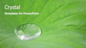  Presentation with lotus water - Theme with leaves clean - drop of water on lotus background and a  colored foreground